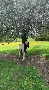 Rocky 🥰 | Classic Western Movies