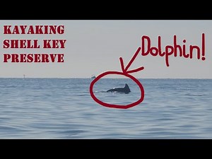 DOLPHINS IN ACTION! Kayaking Shell Key Preserve, St. Petersburg, FL