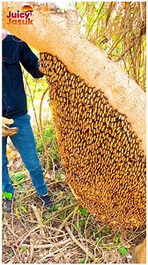 1.8K views | Honey hive harvest after safe moves 狀 | Juicyjasuk reels | Facebook