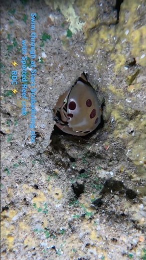 Swim through at Stars Scubadiving site with Spotted Reef crab @raddadchad