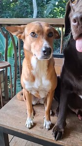 Nanalo tayo sa fundraising raffle ni Mga Aso ni Bot Amo😍 Kaso may malaking problema. Ano po advice nyo?😅 | The Pinoy Dog Whisperer