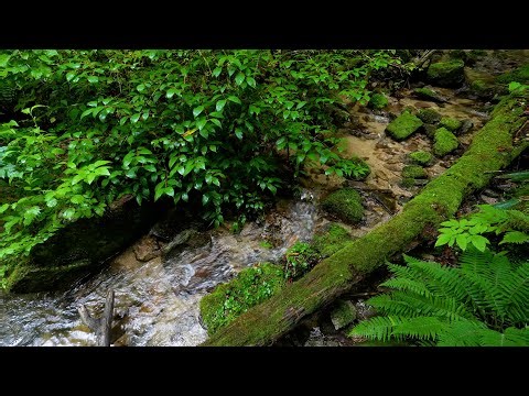 Small Streams in the Forest, Beautiful Birdsong, Nature Sounds, ASMR