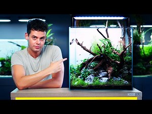 David's NATURAL PARADISE with Neon Tetras | 45H Planted Aquarium Build