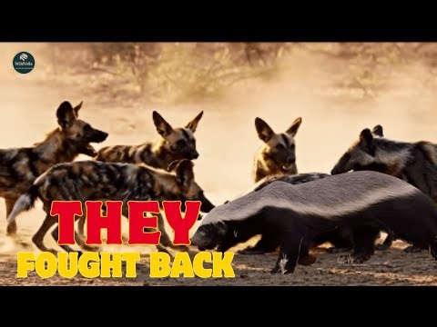 The honey badgers had stolen their cubs. But they woke up just in time. The jackals counterattacked.