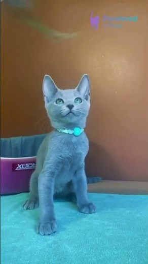 Adopt Mara: The Soft Blue Russian Blue Kitten 💙 Gentle, Calm & Hypoallergenic! #RussianBlue