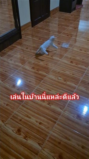 Just having fun with plastic bags is enough to make me happy. #cat #cutecat