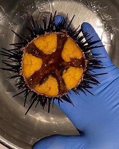 1.4M views · 906 reactions | Despite having venomous spines, sea urchins are considered a delicacy in many countries 六‍ | FOODbible | Facebook