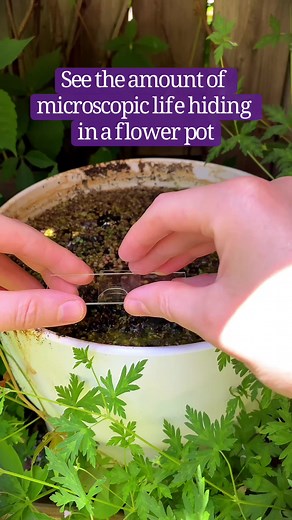 Exploring Microbial Worlds Through a Microscope