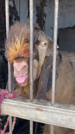 Andul Bakra funny Booo booo sound