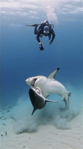 Sharks Battle Underwater and Won’t Back Down!