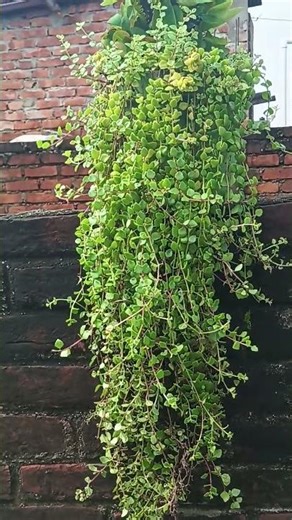 Beautiful Turtle Heart Plant | Hanging & Trailing Plant | Easy to Grow