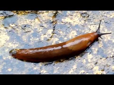 Big Fat Juicy SLUG with a massive 'Breathing-Hole'