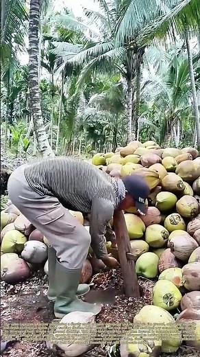 Setting Dehusking Tools: How Fixed Jigs Simplify Coconut Shell Removal