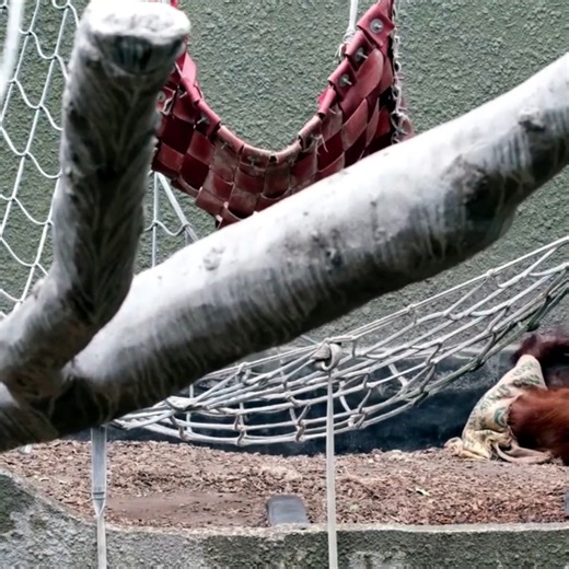 Adorable Orangutan Family Holds Hands Heartwarming Moments!#monkey | AnimalLovely