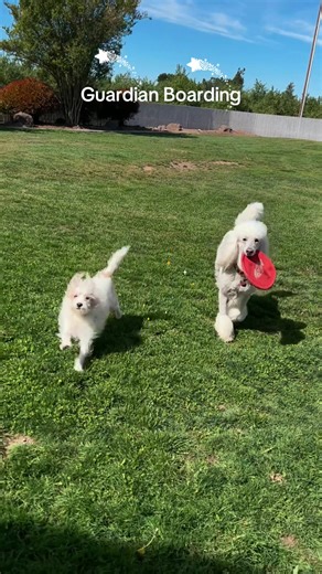 andrea2021 (@andreaney2021)’s videos with French Café - Dr.Bro