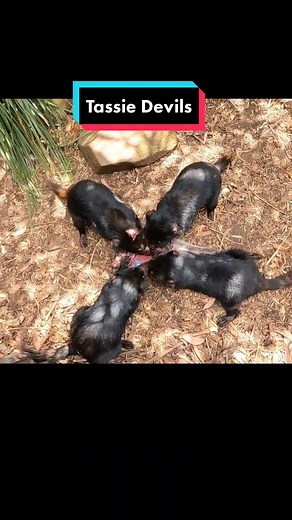 #animals #tassiedevil #tasmania #wildlife #tourguide #sidsventures