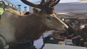 Edmonton area distillery offering reward for return of mascot Seymour the Elk