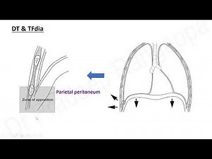 Diaphragmatic Assessment in ICU