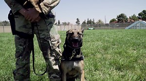 When a military working dog tells her story