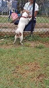 3.1K views · 111 reactions | "JACKIE"- Adopted! R251000050 Jackie...