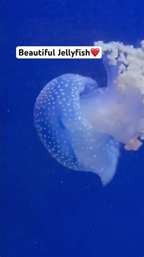 Blå Planet🇩🇰🇵🇭 #jellyfish #ocean #aquarium #denmarklife #denmarkvlog #denmark