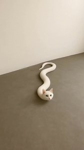 30K views · 82 reactions | Where did this scary cat snake face come from  | Clint Talker | Facebook