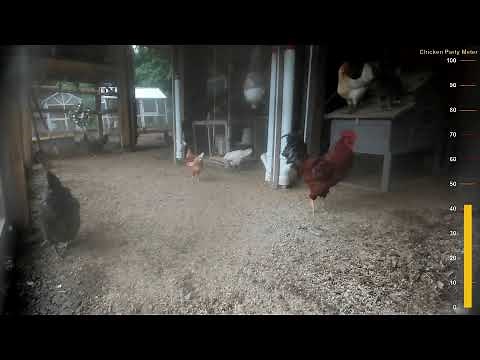 Chicken City Live Stream