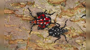 Spotted lanternfly found in southeast Iowa