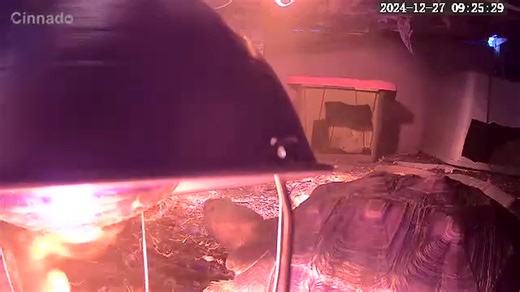 I hate seeing this video from last year. Its my sulcata tortoise Hazel. I post it occasionally as a reminder to people with reptiles about the dangers of heat lamps. The handle had come off of the heat lamp and made it fall. Now everything is zip tied together For extra security. Thankfully Hazel was ok. To secure heat lamps, use multiple methods like attaching clamps to stable structures (posts, bars) and adding a backup with bungee cords, ropes, or zip ties, ensuring the cord is threaded throu