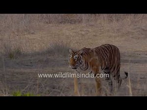 A Real Look at Human–Tiger Interaction as the Tiger Walks Past Safari Cars