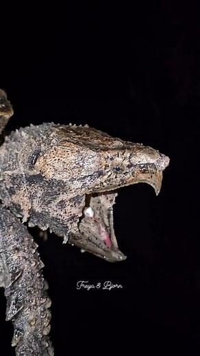 15K views · 143 reactions | Tokka, The Alligator Snapping Turtle! #AmaZing #reelsfb #bioactive #peace #learn #reptilesrule #reptilelover #dinosaur #slowmotion #misunderstood #alligator #beastmode #followers | Floki, The Dwarf Caiman. | Facebook