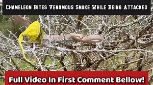 3K views · 26 reactions | 年⚔️ Chameleon vs Venomous Snake – A...