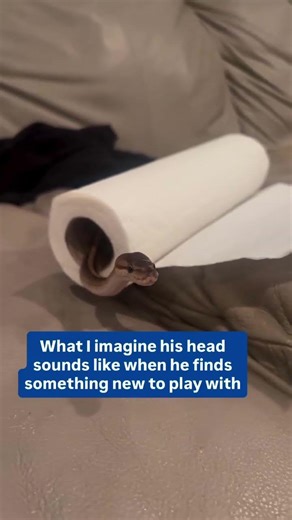 How I imagine the inside of my Ball Pythons Head Sounds Like When He Finds Something New 2 Play With