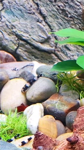 Panda Loaches invasion #shorts