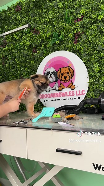 Grooming for Snow: Transform Your Dog's Look! 🥰