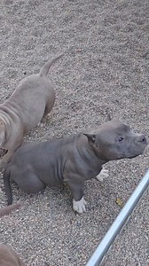 24K views · 2.2K reactions | Beautiful puppies american bully | Gavrilescu Big Dogs Romania | Facebook