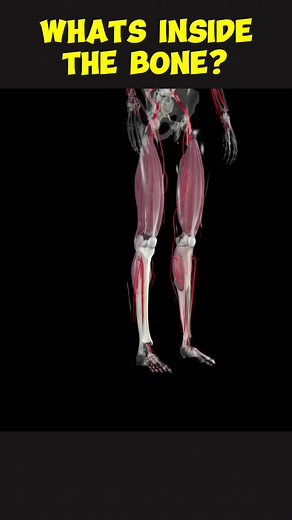 What is inside the bone? #bone #bonemarrow #boneanatomy #anatomyofbones #boneanatomy #bonemarrowbaby #medical3danimation #3dmedicalanimation