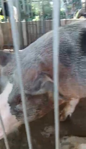 Sundays best before going to church | D Sophias Diversified GeneticsFarm
