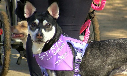 Mutt Strut supports organization for therapy dogs, their handlers