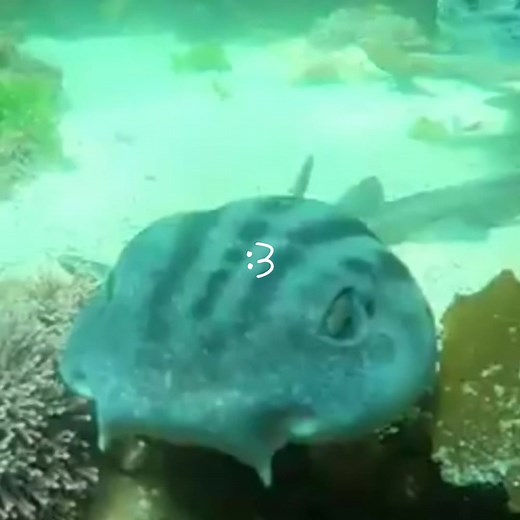 #PYJAMASHARK :3 pls give me suggestions im running out of ideas (include songs too) #shark #sharks #sharkedit #edit #fyp #foryoupage #ocean #oceanlife #marinebiology #marinelife #🦈 #pyjamasharks