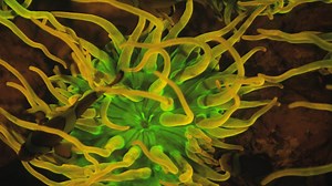 Using special filters, this biologist captures dazzling sights of marine creatures that use bioluminescence or fluorescence in dark habitats. http://on.natgeo.com/2tmyC39 | National Geographic History