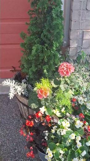 Container Gardening: Beautiful Plant Arrangements #shorts #containergardening #garden