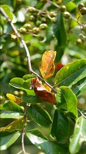 Early fall color on crape myrtles? It could be Cercospora leaf spot