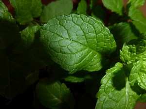 Huile essentielle Menthe poivrée: propriétés et utilisation
