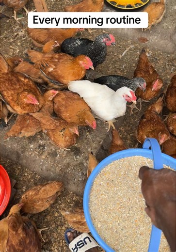 Heartland Farms on TikTok