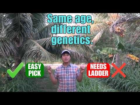 Best Fruit Trees for Small Yards: Dwarf Coconut & Mango Variety Tour