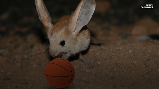 Watch a jerboa zig-zag through the desert – predators can't keep up
