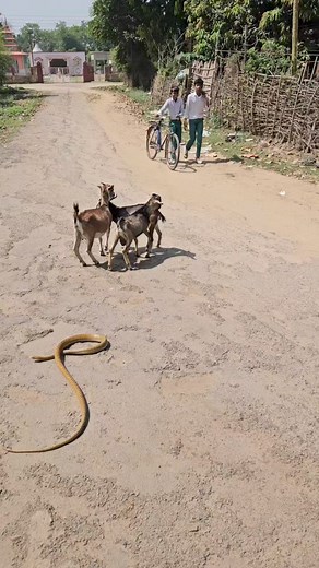 65K views · 276 reactions | A fat snake bites a goat | Sujay snake saver | Facebook