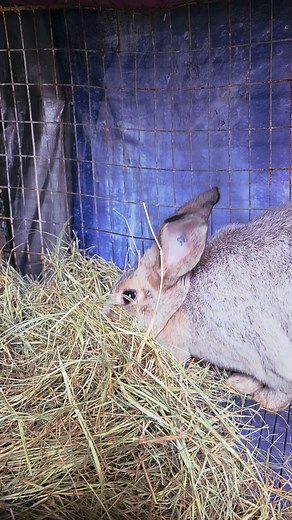 🚨 BREAKING BUNNY NEWS 🚨 WRR Blueberry has entered her “I must gather every piece of hay in existence” era. Which can only mean one thing… ✨ BABIES ARE LOADING ✨ Father: Sunny (Briar Rose's Nacho Libre) the golden Creme D'Argent prince. Expecting: Creme & St Hubert moonbeam babies. I repeat: BABIES. ARE. LOADING. 🐰💗 | Weeping Rocks Ranch