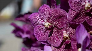 4 Types Of Variegated Orchids